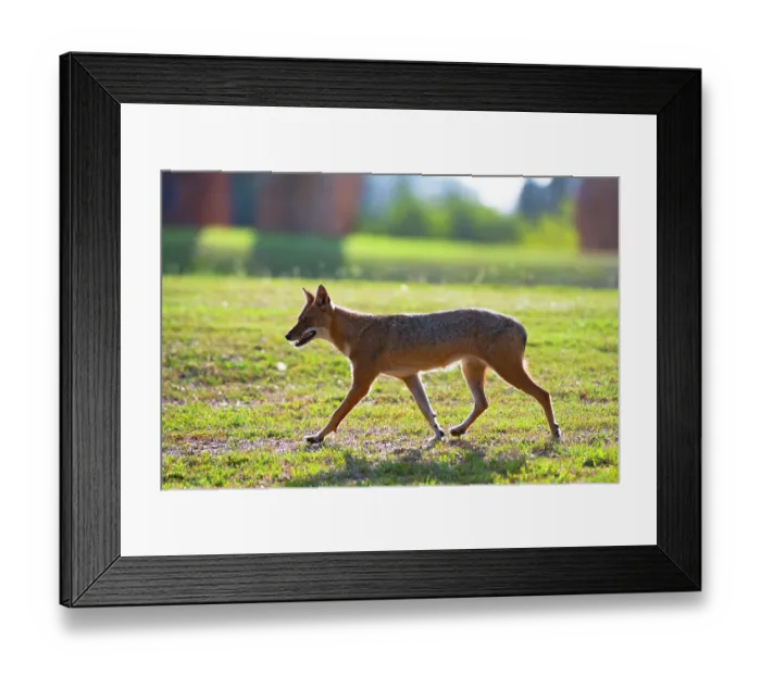 Framed Print : Golden jackal (Canis aureus) walking in urban park, Yarkon Park, Tel Aviv, Israel Framed Print : Golden jackal (Canis aureus) walking in urban park, Yarkon Park, Tel Aviv, Israel