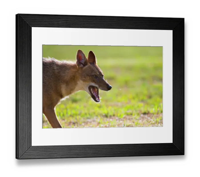 Framed Print : Golden jackal (Canis aureus) in urban park, portrait, Yarkon Park, Tel Aviv, Israel Framed Print : Golden jackal (Canis aureus) in urban park, portrait, Yarkon Park, Tel Aviv, Israel