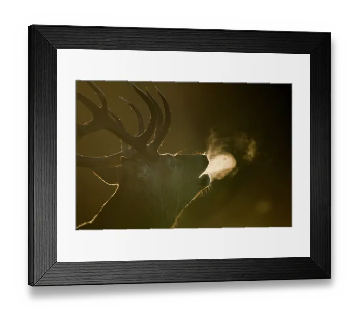 Framed Print : Red deer (Cervus elaphus) stag bellowing at dawn, Richmond Park, London, England, UK. September Framed Print : Red deer (Cervus elaphus) stag bellowing at dawn, Richmond Park, London, England, UK. September