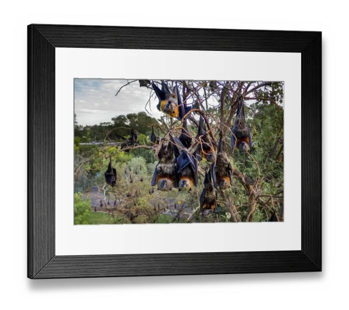 Framed Print : Group of Grey headed flying foxes (Pteropus poliocephalus) roosting in a tree, Adelaide, South Australia Framed Print : Group of Grey headed flying foxes (Pteropus poliocephalus) roosting in a tree, Adelaide, South Australia