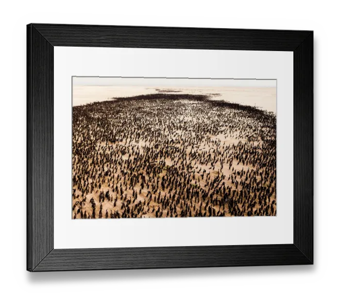 Framed Print : Aerial view of Socotra cormorants (Phalacrocorax nigrogularis) colony at sunrise, Rubud Al Sharqiyah, Bahrain Framed Print : Aerial view of Socotra cormorants (Phalacrocorax nigrogularis) colony at sunrise, Rubud Al Sharqiyah, Bahrain