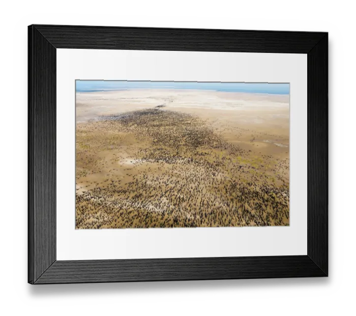 Framed Print : Aerial view of Socotra cormorants (Phalacrocorax nigrogularis) colony at sunrise, Rubud Al Sharqiyah, Bahrain Framed Print : Aerial view of Socotra cormorants (Phalacrocorax nigrogularis) colony at sunrise, Rubud Al Sharqiyah, Bahrain