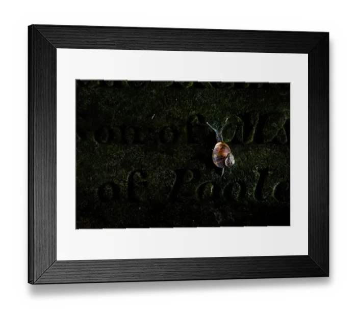 Framed Print : Garden snail (Cornu aspersum) creeping up a gravestone, Arnos Vale Cemetery, Bristol, England, UK. June Framed Print : Garden snail (Cornu aspersum) creeping up a gravestone, Arnos Vale Cemetery, Bristol, England, UK. June