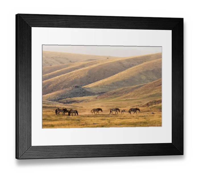 Framed Print : Przewalski's horses (Equus ferus przewalskii) herd walking on the steppe at sunset, Hustai National Park, Mongolia. Endangered Framed Print : Przewalski's horses (Equus ferus przewalskii) herd walking on the steppe at sunset, Hustai National Park, Mongolia. Endangered