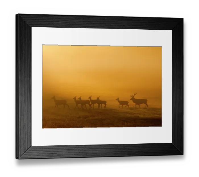 Framed Print : Red deer (Cervus elaphus) herd silhouetted at dawn, Richmond Park, London, England, UK. October Framed Print : Red deer (Cervus elaphus) herd silhouetted at dawn, Richmond Park, London, England, UK. October