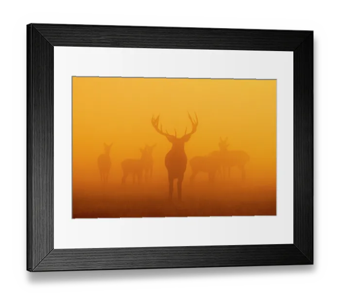 Framed Print : Red deer (Cervus elaphus) stag and herd behind, silhouetted at dawn, Richmond Park, London, England, UK. October Framed Print : Red deer (Cervus elaphus) stag and herd behind, silhouetted at dawn, Richmond Park, London, England, UK. October