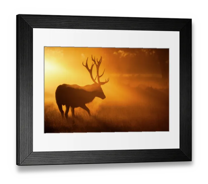 Framed Print : Red deer (Cervus elaphus) stag, backlit at dawn, Richmond Park, London, England, UK. October Framed Print : Red deer (Cervus elaphus) stag, backlit at dawn, Richmond Park, London, England, UK. October