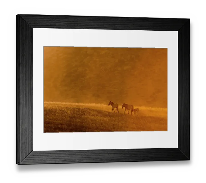 Framed Print : Two Przewalski's horses (Equus ferus przewalskii) with a foal walking in the steppe at sunset, Hustai National Park, Mongolia. Endangered Framed Print : Two Przewalski's horses (Equus ferus przewalskii) with a foal walking in the steppe at sunset, Hustai National Park, Mongolia. Endangered