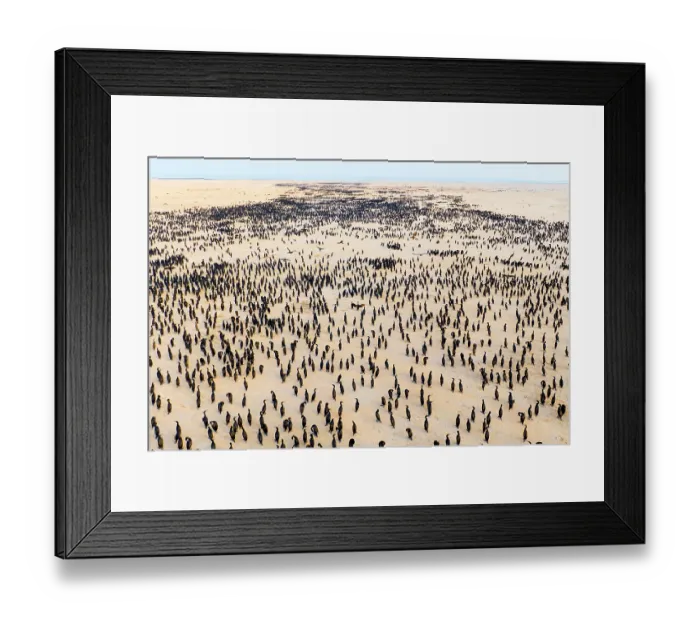 Framed Print : Aerial view of Socotra cormorants (Phalacrocorax nigrogularis) colony at sunrise, Rubud Al Sharqiyah, Bahrain Framed Print : Aerial view of Socotra cormorants (Phalacrocorax nigrogularis) colony at sunrise, Rubud Al Sharqiyah, Bahrain