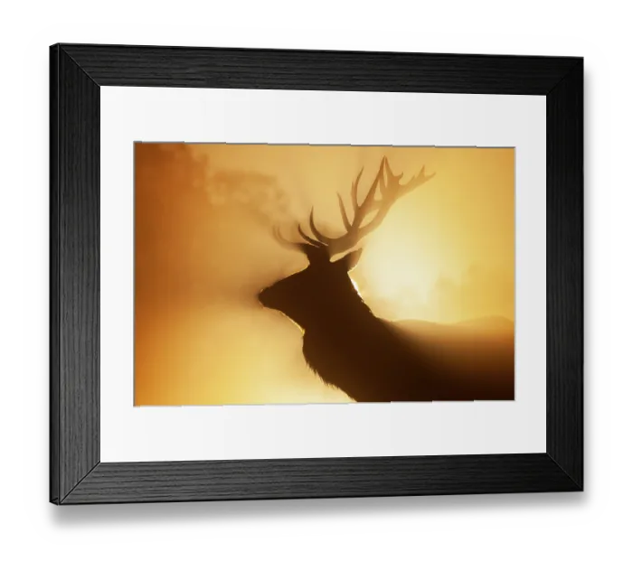 Framed Print : Red deer (Cervus elaphus) stag, backlit at dawn, Richmond Park, London, England, UK. October Framed Print : Red deer (Cervus elaphus) stag, backlit at dawn, Richmond Park, London, England, UK. October