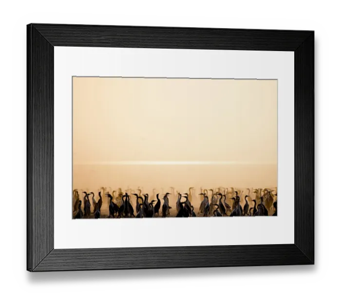Framed Print : Socotra cormorants (Phalacrocorax nigrogularis) flock at breeding colony, silhouetted at sunrise, Rubud Al Sharqiyah, Bahrain Framed Print : Socotra cormorants (Phalacrocorax nigrogularis) flock at breeding colony, silhouetted at sunrise, Rubud Al Sharqiyah, Bahrain