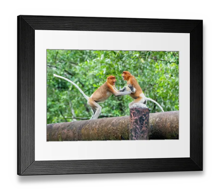 Framed Print : Two Proboscis monkey (Nasalis larvatus) juveniles fighting on a pipe, Balikpapan City, East Kalimantan, Indonesia Framed Print : Two Proboscis monkey (Nasalis larvatus) juveniles fighting on a pipe, Balikpapan City, East Kalimantan, Indonesia