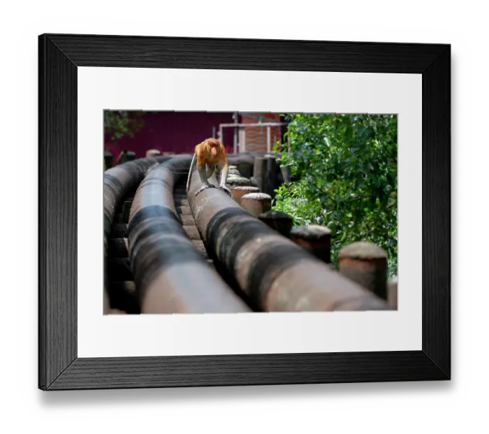 Framed Print : Proboscis monkey (Nasalis larvatus) male, walking along a pipe, Balikpapan City, East Kalimantan, Indonesia