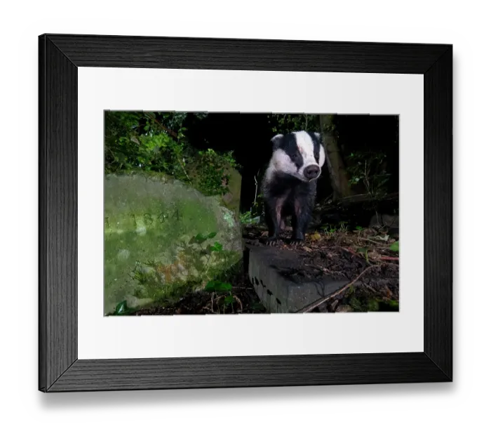 Framed Print : Eurasian badger (Meles meles) walking through cemetery at night, Bristol, England, UK. September Framed Print : Eurasian badger (Meles meles) walking through cemetery at night, Bristol, England, UK. September