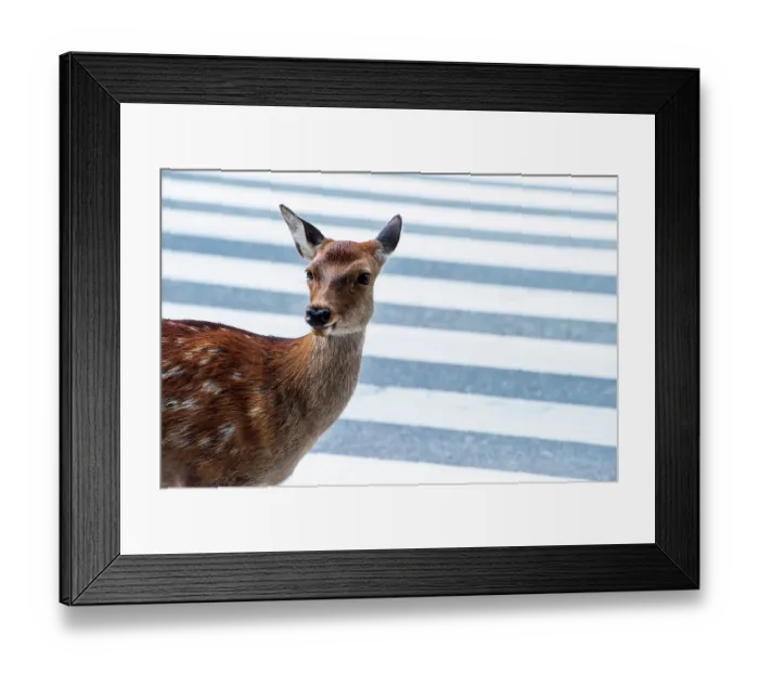 Framed Print : Sika deer (Cervus nippon) standing at pedestrian crossing, Nara City, Honshu, Japan