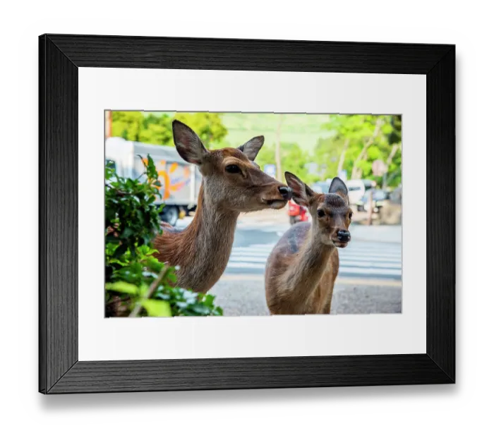 Framed Print : Sika deers (Cervus nippon) female and fawn, on roadside, portrait, Nara City, Honshu, Japan Framed Print : Sika deers (Cervus nippon) female and fawn, on roadside, portrait, Nara City, Honshu, Japan