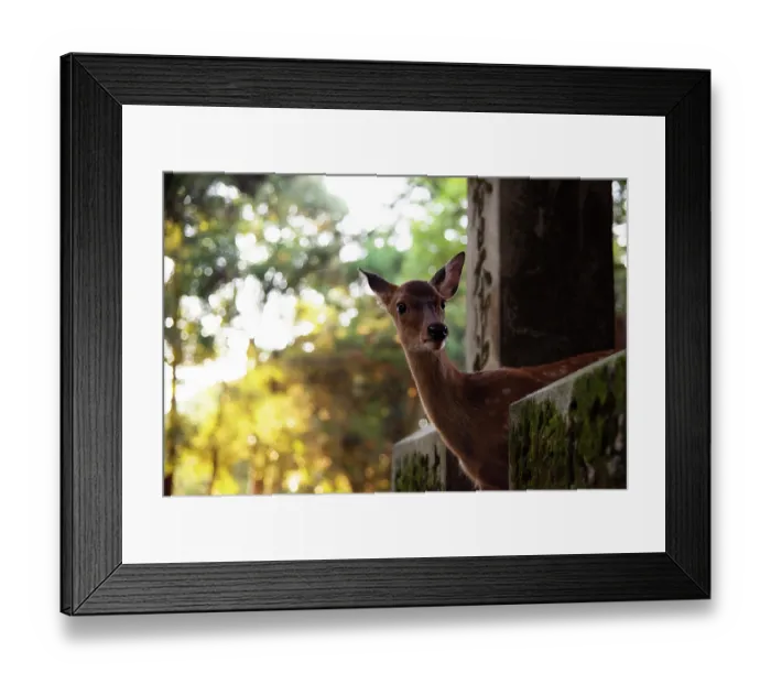 Framed Print : Sika deer (Cervus nippon) portrait, Nara City, Honshu, Japan Framed Print : Sika deer (Cervus nippon) portrait, Nara City, Honshu, Japan