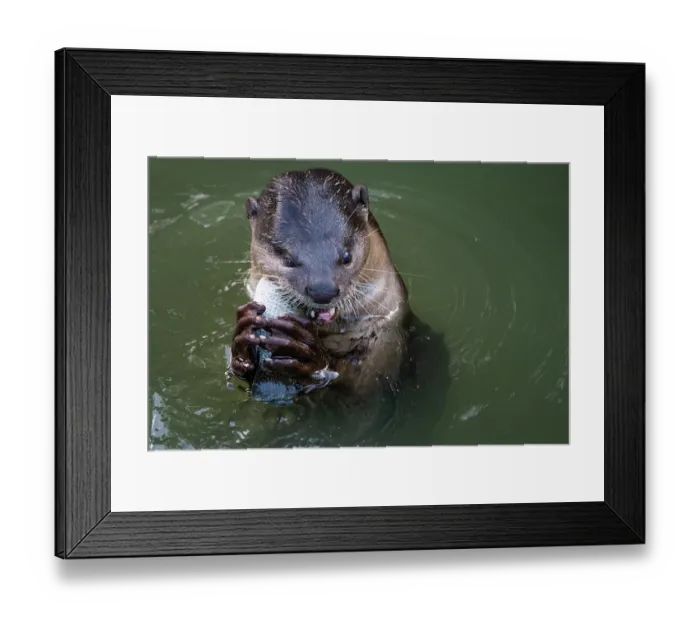 Framed Print : Smoother coated otter (Lutrogale perspicillata) feeding on fish prey in urban river, Singapore Framed Print : Smoother coated otter (Lutrogale perspicillata) feeding on fish prey in urban river, Singapore