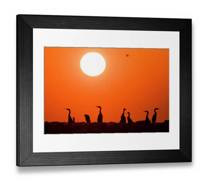 Framed Print : Group of Socotra cormorants (Phalacrocorax nigrogularis) at breeding colony, silhouetted at sunset, Rubud Al Sharqiyah, Bahrain Framed Print : Group of Socotra cormorants (Phalacrocorax nigrogularis) at breeding colony, silhouetted at sunset, Rubud Al Sharqiyah, Bahrain