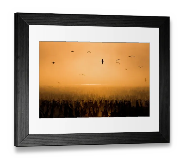 Framed Print : Socotra cormorants (Phalacrocorax nigrogularis) at breeding colony at sunset, Rubud Al Sharqiyah, Bahrain