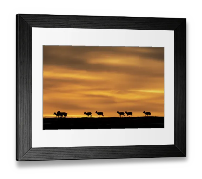 Framed Print : Mongolian gazelles (Procapra gutturosa) herd migrating across the steppe, silhouetted at sunrise, Sainshand, Gobi Desert, Mongolia Framed Print : Mongolian gazelles (Procapra gutturosa) herd migrating across the steppe, silhouetted at sunrise, Sainshand, Gobi Desert, Mongolia