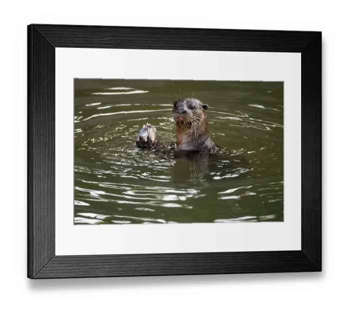 Framed Print : Smoother coated otter (Lutrogale perspicillata) feeding on fish prey in urban river, Singapore Framed Print : Smoother coated otter (Lutrogale perspicillata) feeding on fish prey in urban river, Singapore