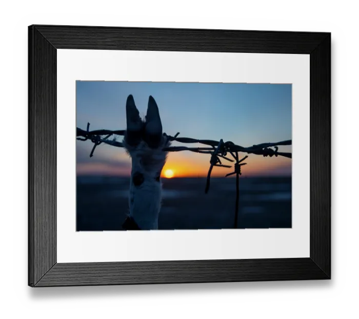 Framed Print : Mongolian gazelle (Procapra gutturosa) hoof caught in barbed wire fence, backlit at sunset, Sainshand, Gobi Desert, Mongolia Framed Print : Mongolian gazelle (Procapra gutturosa) hoof caught in barbed wire fence, backlit at sunset, Sainshand, Gobi Desert, Mongolia