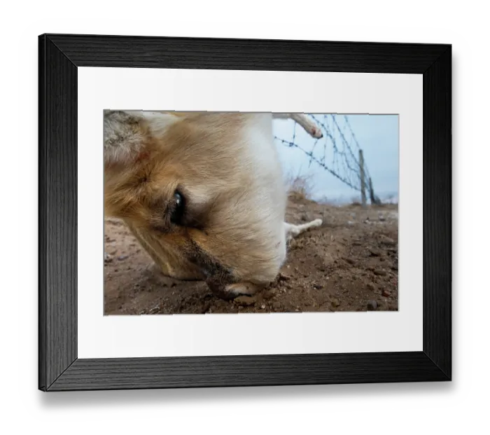 Framed Print : Mongolian gazelle (Procapra gutturosa) caught in barbed wire fence, Sainshand, Gobi Desert, Mongolia Framed Print : Mongolian gazelle (Procapra gutturosa) caught in barbed wire fence, Sainshand, Gobi Desert, Mongolia