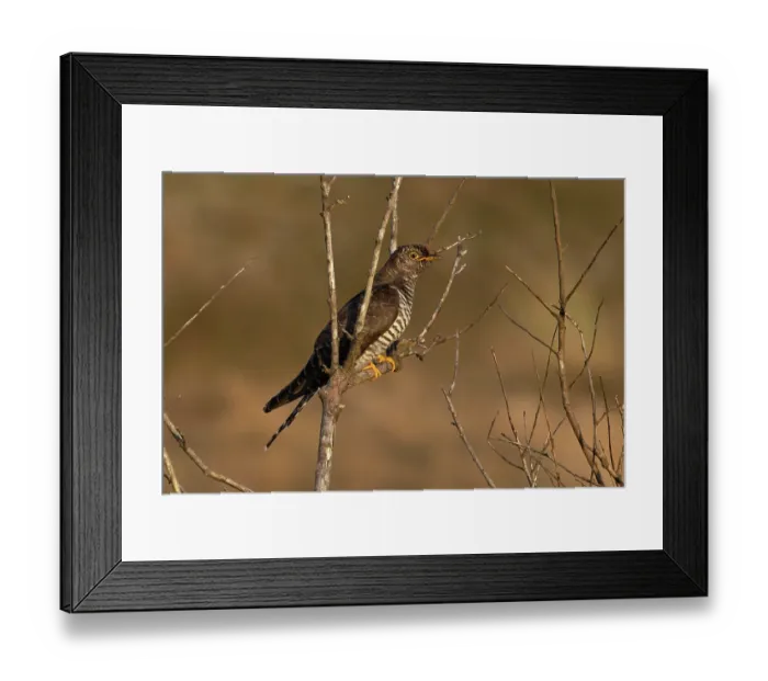 Framed Print : Common cuckoo (Cuculus canorus) juvenile, perched on branch, Norfolk, England, UK. October
