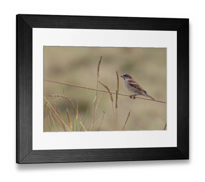 Framed Print : House sparrow (Passer domesticus) perched on wire eating grass seeds, Norfolk, England, UK. October Framed Print : House sparrow (Passer domesticus) perched on wire eating grass seeds, Norfolk, England, UK. October