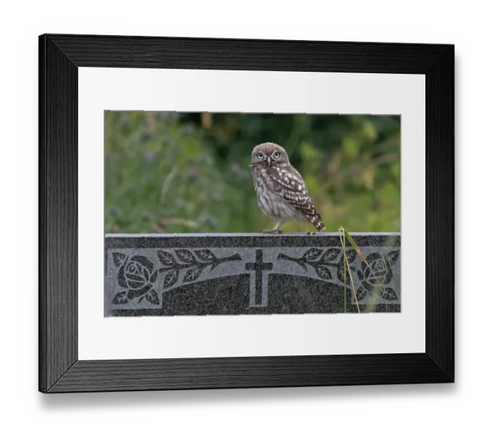 Framed Print : Little owl (Athene noctua) juvenile perched on grave stone in churchyard, Norfolk, England, UK. July Framed Print : Little owl (Athene noctua) juvenile perched on grave stone in churchyard, Norfolk, England, UK. July