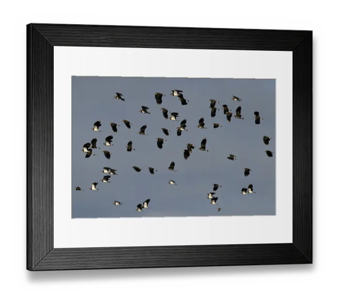 Framed Print : Lapwings (Vanellus vanellus) flock in flight with a Dunlin (Calidris alpina), Norfolk, England, UK. October Framed Print : Lapwings (Vanellus vanellus) flock in flight with a Dunlin (Calidris alpina), Norfolk, England, UK. October