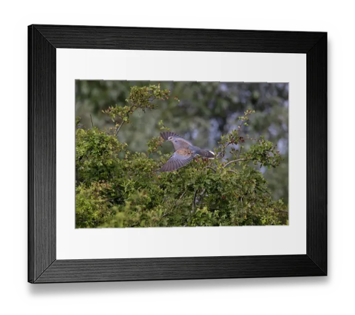 Framed Print : Turtle dove (Streptopelia turtur) taking flight from Hawthorn bush, Norfolk, England, UK. July Framed Print : Turtle dove (Streptopelia turtur) taking flight from Hawthorn bush, Norfolk, England, UK. July