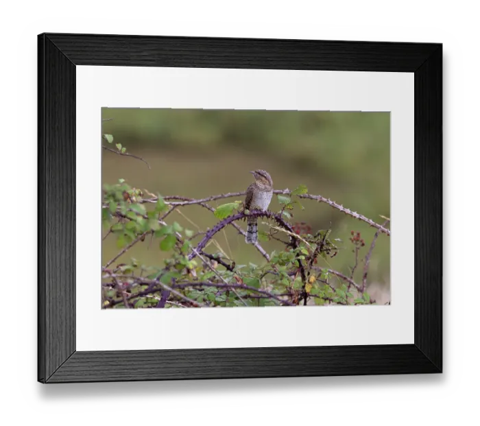 Framed Print : Wryneck (Jynx torquilla) perched on bramble, Norfolk, England, UK. September Framed Print : Wryneck (Jynx torquilla) perched on bramble, Norfolk, England, UK. September