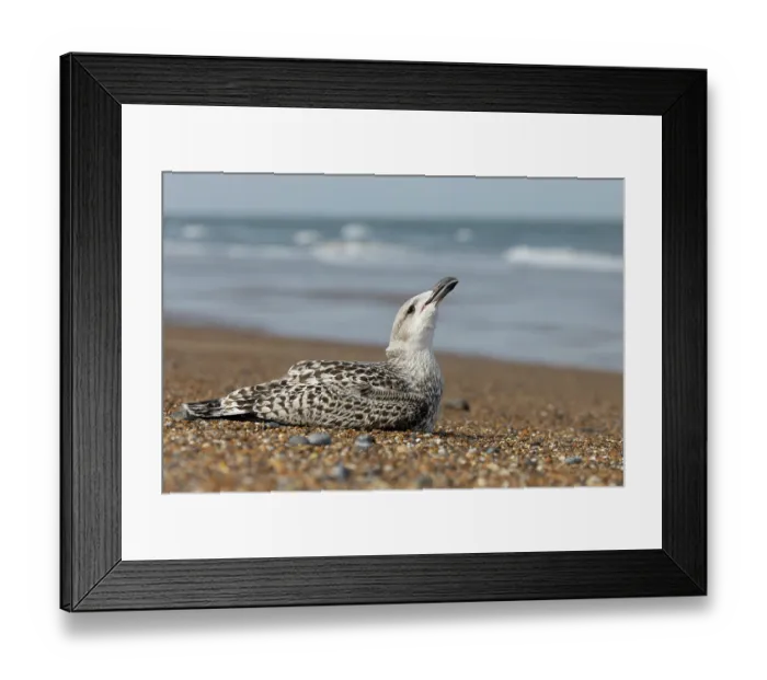 Framed Print : Great black-backed gull (Larus marinus) juvenile, resting on beach, Norfolk, England, UK. September Framed Print : Great black-backed gull (Larus marinus) juvenile, resting on beach, Norfolk, England, UK. September