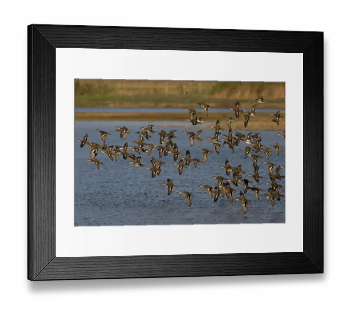 Framed Print : Eurasian teals (Anas crecca) flock in flight over water, Norfolk, England, UK. October Framed Print : Eurasian teals (Anas crecca) flock in flight over water, Norfolk, England, UK. October