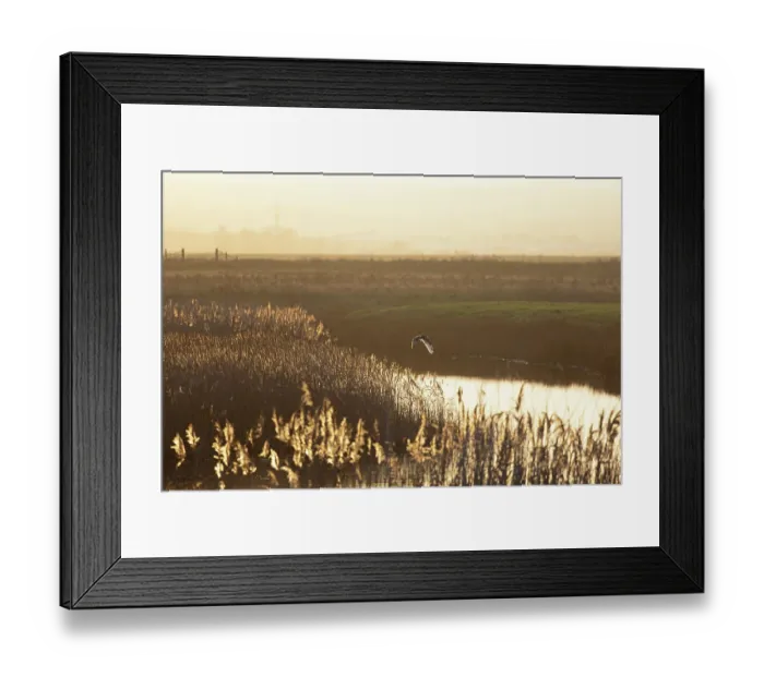 Framed Print : Short-eared owl (Asio flammeus) in flight over marshland pool in winter sunlight, Kent, England, UK. December Framed Print : Short-eared owl (Asio flammeus) in flight over marshland pool in winter sunlight, Kent, England, UK. December