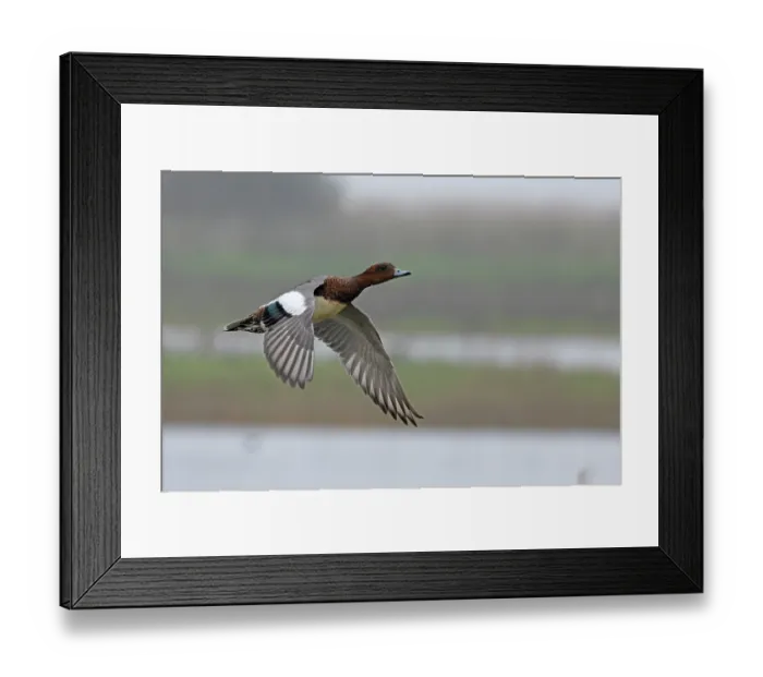 Framed Print : Wigeon (Anas penelope) drake in eclipse plumage, taking off, Norfolk, England, UK. October Framed Print : Wigeon (Anas penelope) drake in eclipse plumage, taking off, Norfolk, England, UK. October
