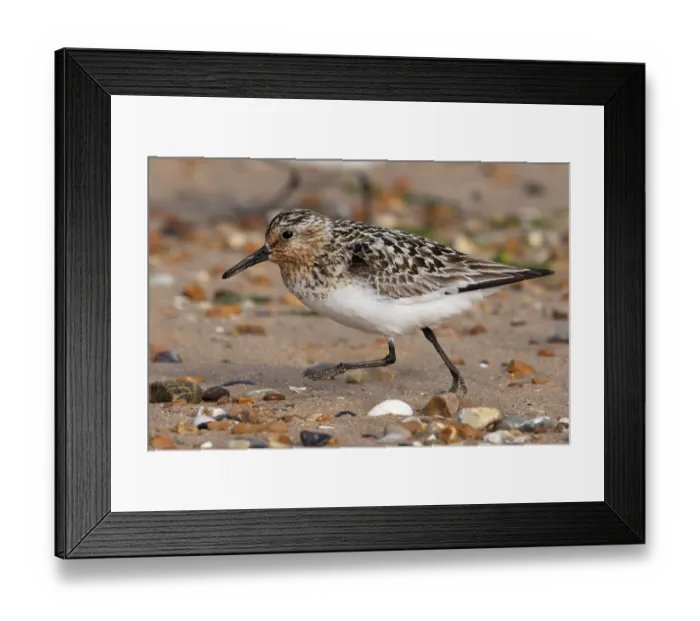 Framed Print : Sanderling (Calidris alba) summer breeding plumage, walking on beach, Norfolk, England, UK. July Framed Print : Sanderling (Calidris alba) summer breeding plumage, walking on beach, Norfolk, England, UK. July
