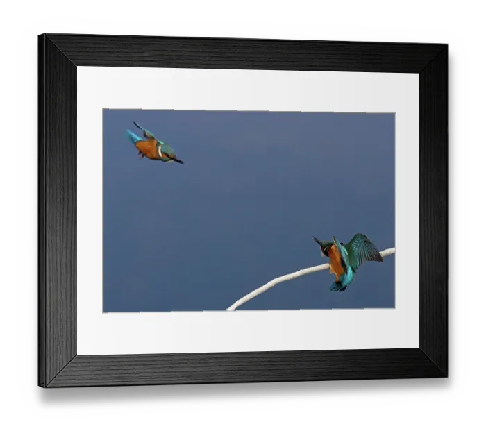 Framed Print : Two Common kingfisher (Alcedo atthis) males, squabbling, Suffolk, England, UK. August Framed Print : Two Common kingfisher (Alcedo atthis) males, squabbling, Suffolk, England, UK. August