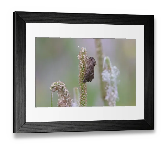 Framed Print : Straw underwing moth (Thalpophila matura) resting, Switzerland. August Framed Print : Straw underwing moth (Thalpophila matura) resting, Switzerland. August