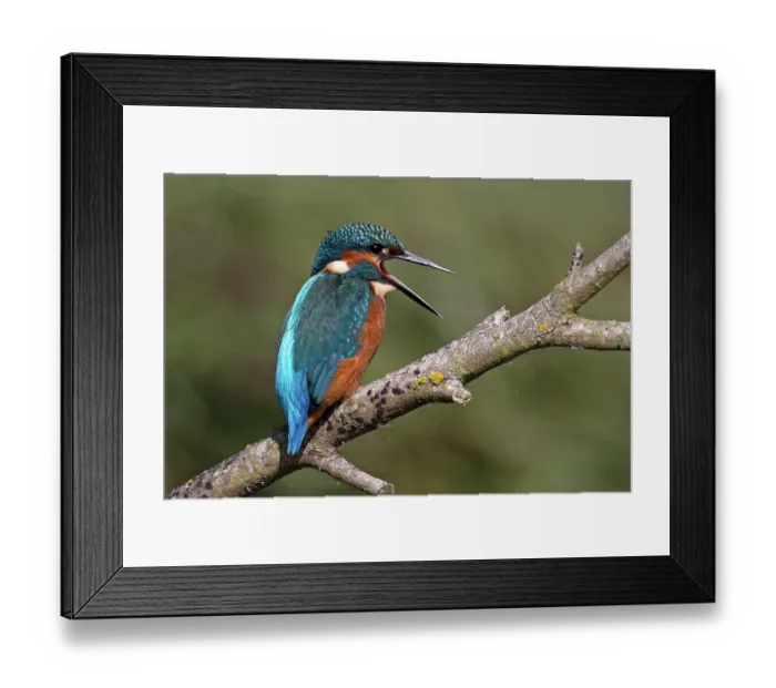 Framed Print : Common kingfisher (Alcedo atthis) male, perched on branch, gaping, Suffolk, England, UK. August Framed Print : Common kingfisher (Alcedo atthis) male, perched on branch, gaping, Suffolk, England, UK. August