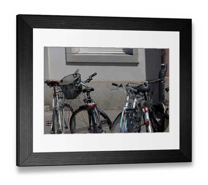 Framed Print : House sparrow (Passer domesticus) perched on bicycle basket, Switzerland. August