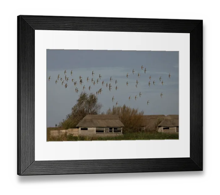 Framed Print : Flock of Black-tailed godwits (Limosa limosa islandica) and a Long-billed dowitcher (Limnodromus scolopaceus) in flight over bird hides, Cley Marshes NWT, Norfolk, England, UK Framed Print : Flock of Black-tailed godwits (Limosa limosa islandica) and a Long-billed dowitcher (Limnodromus scolopaceus) in flight over bird hides, Cley Marshes NWT, Norfolk, England, UK