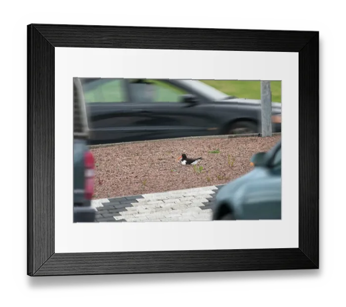 Framed Print : Eurasian oystercatcher (Haematopus ostralegus) nesting on a road island surrounded by passing traffic, Orkney Islands, Scotland, UK. June Framed Print : Eurasian oystercatcher (Haematopus ostralegus) nesting on a road island surrounded by passing traffic, Orkney Islands, Scotland, UK. June