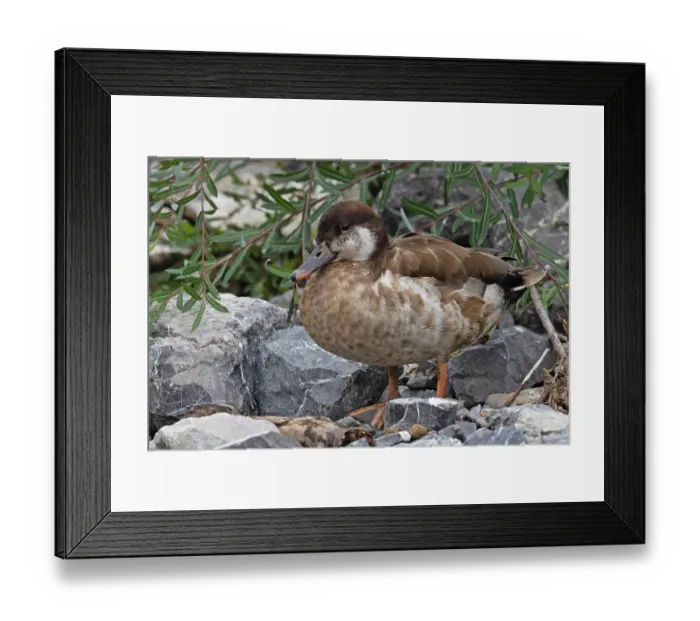 Framed Print : Mallard (Anas platyrhynchos) / Red-crested pochard (Netta rufina) hybrid, drake, portrait, Switzerland. August Framed Print : Mallard (Anas platyrhynchos) / Red-crested pochard (Netta rufina) hybrid, drake, portrait, Switzerland. August