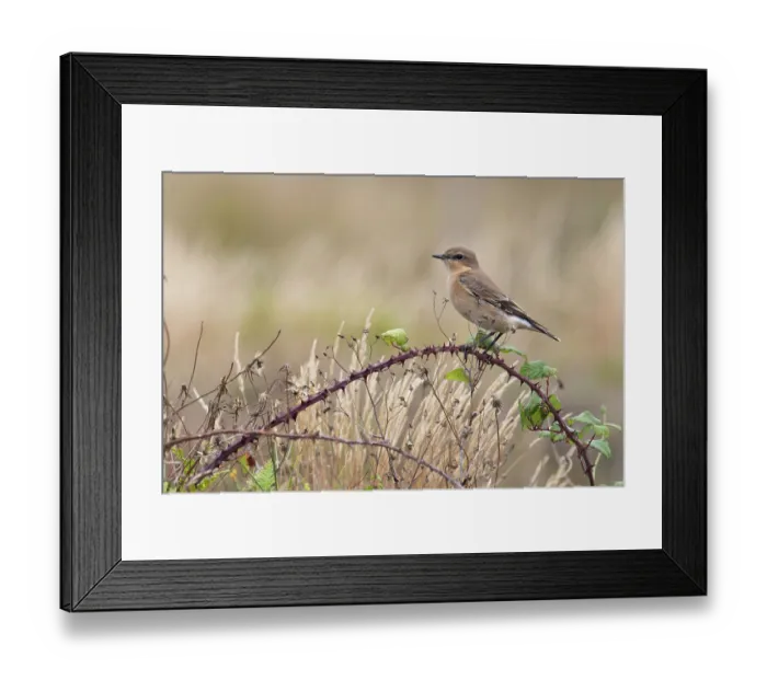 Framed Print : Northern wheatear (Oenanthe oenanthe) perched on bramble, Norfolk, England, UK. September Framed Print : Northern wheatear (Oenanthe oenanthe) perched on bramble, Norfolk, England, UK. September