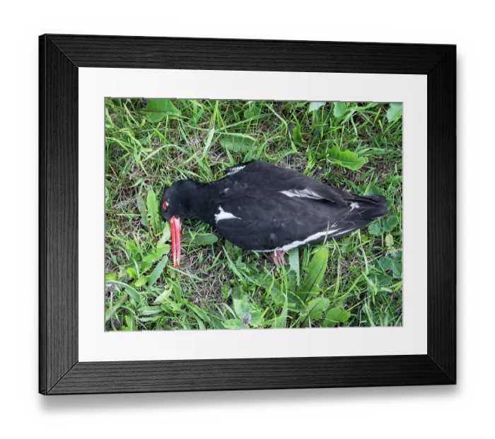 Framed Print : Eurasian oystercatcher (Haematopus ostralegus) dying at roadside after being struck by a vehicle, Orkney Islands, Scotland, UK. June Framed Print : Eurasian oystercatcher (Haematopus ostralegus) dying at roadside after being struck by a vehicle, Orkney Islands, Scotland, UK. June
