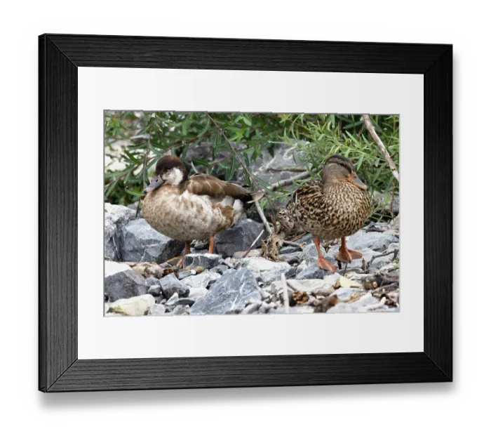 Framed Print : Mallard (Anas platyrhynchos) female, standing next to Red-crested pochard (Netta rufina) / Mallard (Anas platyrhynchos) hybrid drake, Switzerland. August Framed Print : Mallard (Anas platyrhynchos) female, standing next to Red-crested pochard (Netta rufina) / Mallard (Anas platyrhynchos) hybrid drake, Switzerland. August