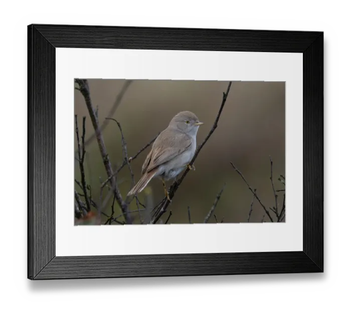 Framed Print : Asian desert warbler (Curruca nana) perched on a branch, Winterton, Norfolk, England, UK. October Framed Print : Asian desert warbler (Curruca nana) perched on a branch, Winterton, Norfolk, England, UK. October